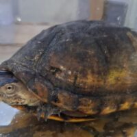 ノドジロドロガメ（甲長約14,5cm）ペア