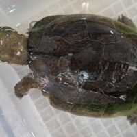 オオアタマクサガメ（甲長約21cm）頭幅約55mm　甲欠けメス