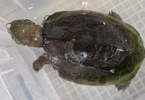 オオアタマクサガメ（甲長約21cm）頭幅約55mm　甲欠けメス