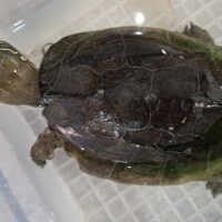 オオアタマクサガメ（甲長約21cm）頭幅約55mm　甲欠けメス
