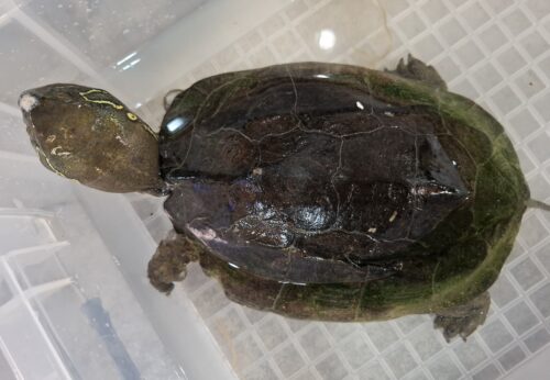 オオアタマクサガメ（甲長約21cm）頭幅約55mm　甲欠けメス - 画像 (5)