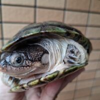 キバラハコヨコクビガメ（甲長約16cm）WCメス