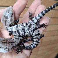 アザンアオジタトカゲ（ベビー）
