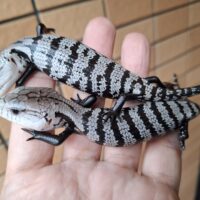 アザンアオジタトカゲ（ベビー）