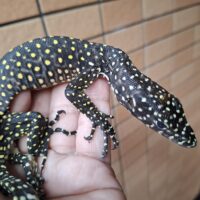 ブルーテールモニター（ジャヤプラ産）