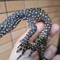 ブルーテールモニター（ジャヤプラ産）