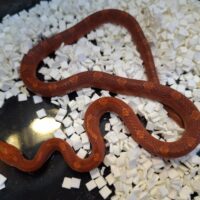 コーンスネーク（ハイポブラッドレッド）約40cm オス