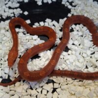 コーンスネーク（ハイポブラッドレッド）約40cm オス