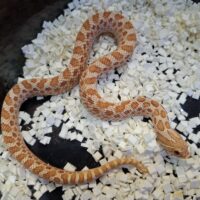 セイブシシバナヘビ（アルビノ）約40cm メス