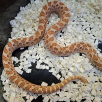 セイブシシバナヘビ（アルビノ）約40cm メス