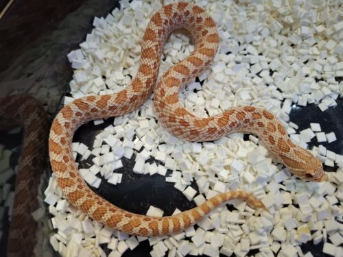 セイブシシバナヘビ（アルビノ）約40cm メス