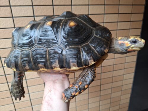 アカアシガメ（甲長約34cm）メス - 画像 (5)
