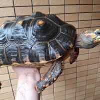 アカアシガメ（甲長約34cm）メス