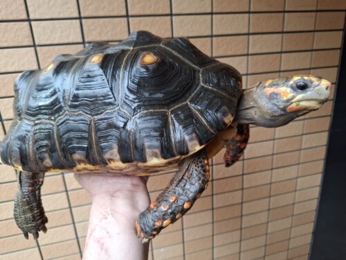 アカアシガメ（甲長約34cm）メス
