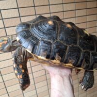 アカアシガメ（甲長約34cm）メス