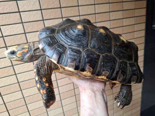 アカアシガメ（甲長約34cm）メス - 画像 (2)