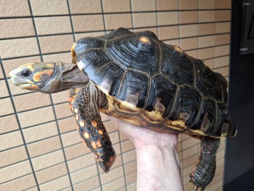 アカアシガメ（甲長約34cm）メス - 画像 (4)