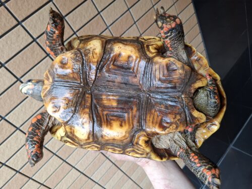 アカアシガメ（甲長約34cm）メス - 画像 (7)