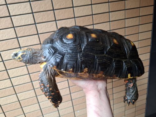 アカアシガメ（甲長約33cm）メス - 画像 (4)