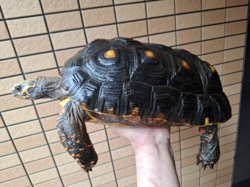 アカアシガメ（甲長約33cm）メス - 画像 (3)