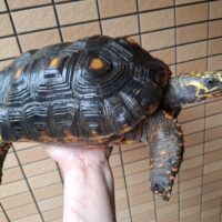 アカアシガメ（甲長約33cm）メス