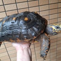 アカアシガメ（甲長約33cm）メス