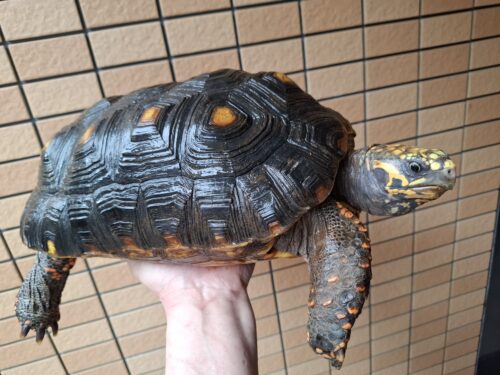 アカアシガメ（甲長約33cm）メス - 画像 (2)