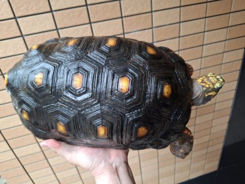 アカアシガメ（甲長約33cm）メス - 画像 (5)
