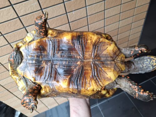 アカアシガメ（甲長約33cm）メス - 画像 (7)