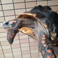 アカアシガメ（甲長約32cm）メス