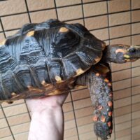 アカアシガメ（甲長約32cm）メス