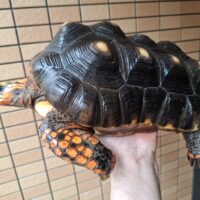 アカアシガメ（甲長約32cm）オス