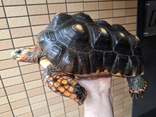 アカアシガメ（甲長約32cm）オス - 画像 (2)