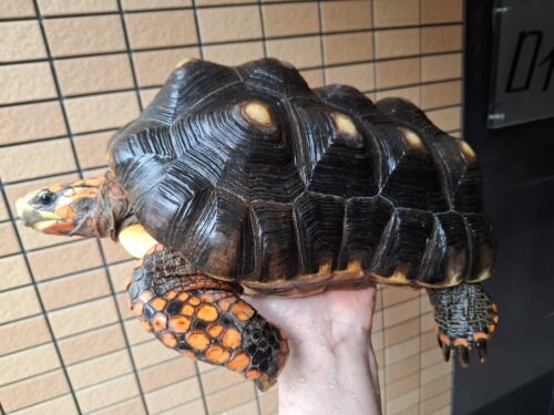 アカアシガメ（甲長約32cm）オス - 画像 (4)