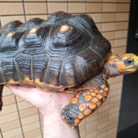 アカアシガメ（甲長約32cm）オス