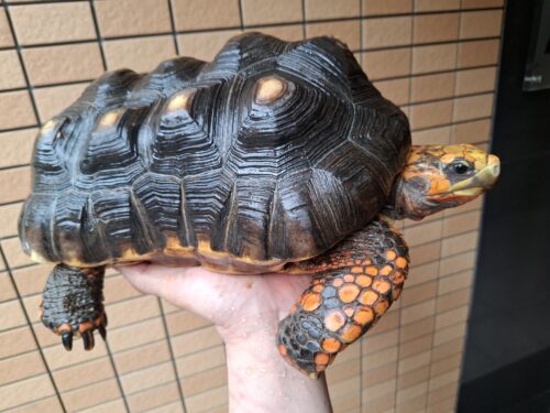 アカアシガメ（甲長約32cm）オス - 画像 (3)