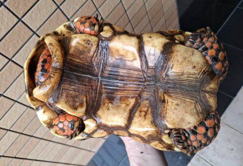 アカアシガメ（甲長約32cm）オス - 画像 (6)