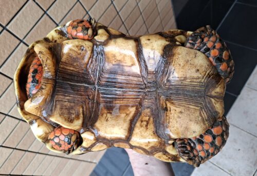 アカアシガメ（甲長約32cm）オス - 画像 (8)