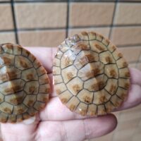 ニシキマゲクビガメ（ハイポ）甲長約5cm