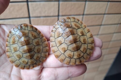 ニシキマゲクビガメ（ハイポ）甲長約5cm - 画像 (8)