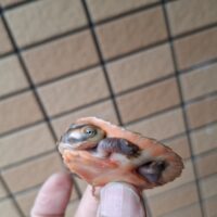 ニシキマゲクビガメ（ハイポ）甲長約5cm