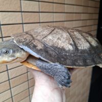 ナスタカエルガメ（甲長約25cm）オス