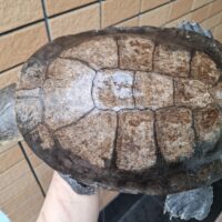 ナスタカエルガメ（甲長約25cm）オス