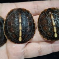 チュウゴクセマルハコガメ（25CB）