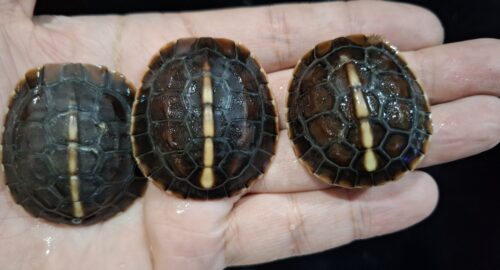チュウゴクセマルハコガメ（25CB）