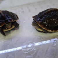 チュウゴクセマルハコガメ（25CB）