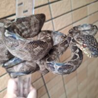 アマゾンツリーボア（約140cm）オス