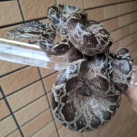 アマゾンツリーボア（約160cm）メス
