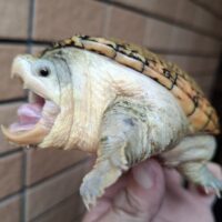 ハラガケガメ（ザンティック系）甲長約10cm　メス