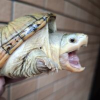 ハラガケガメ（ザンティック系）甲長約10cm　メス
